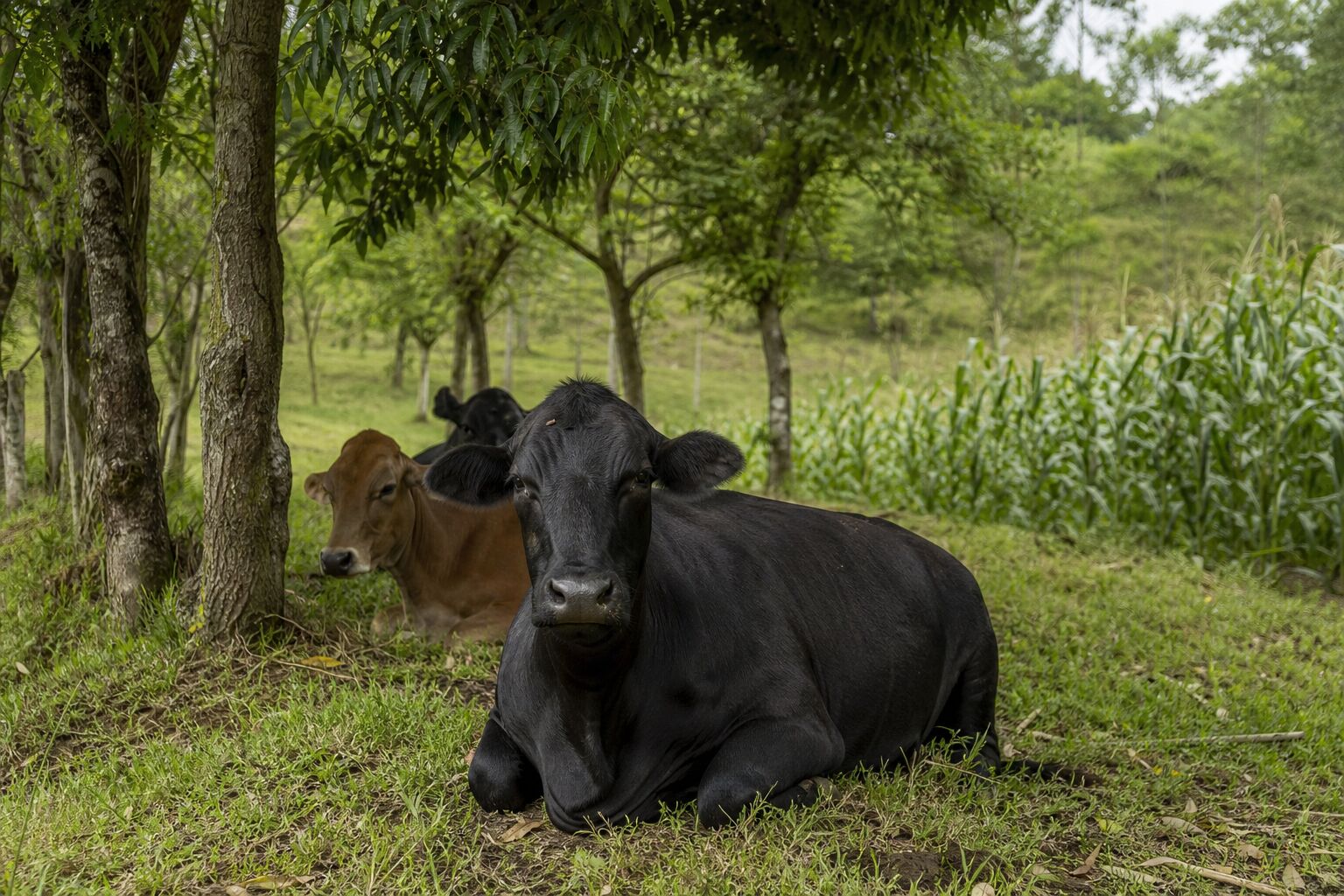 Economía y Producción Ganado bajo la sombra de árboles nativos