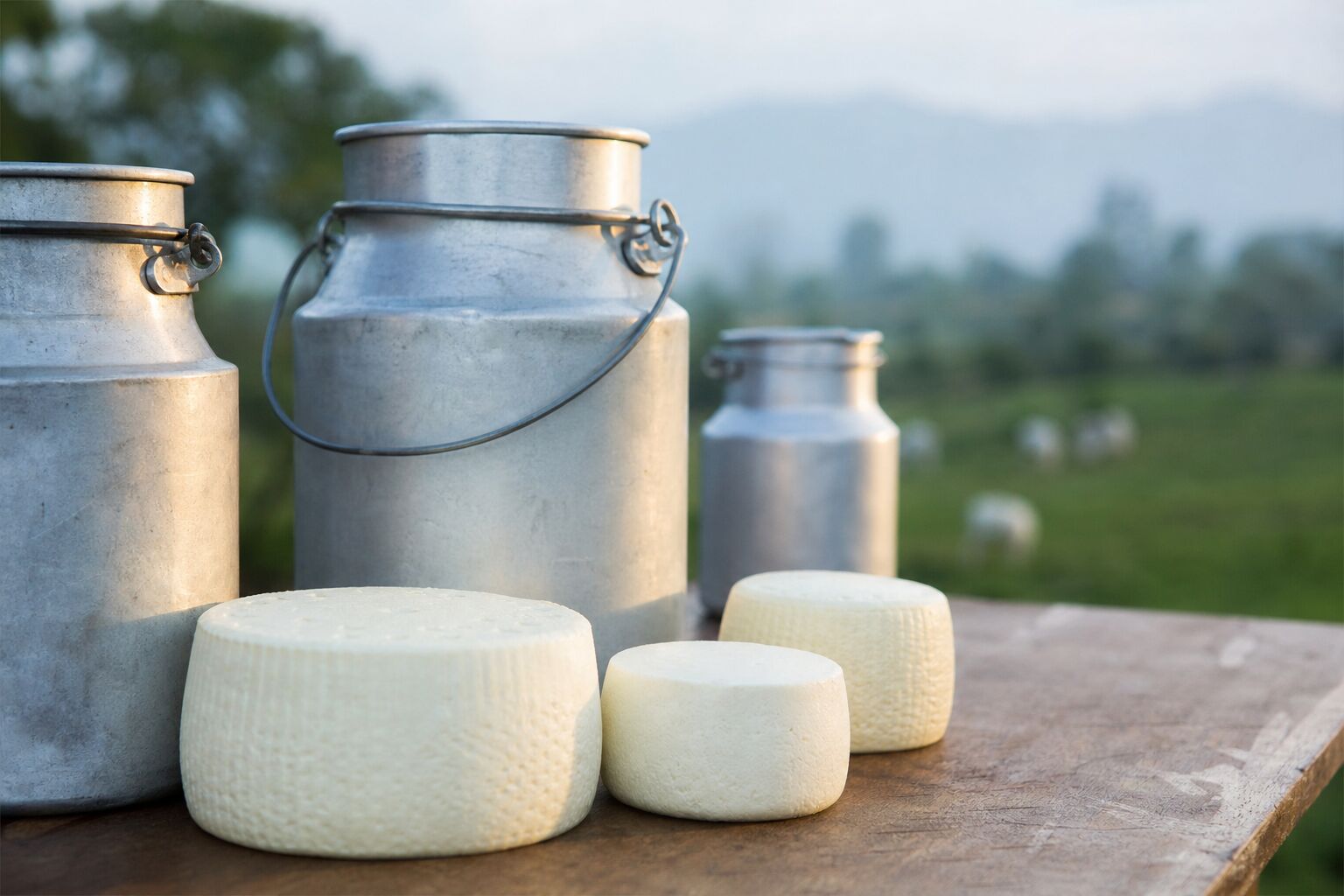 Tarros de leche y quesos frescos