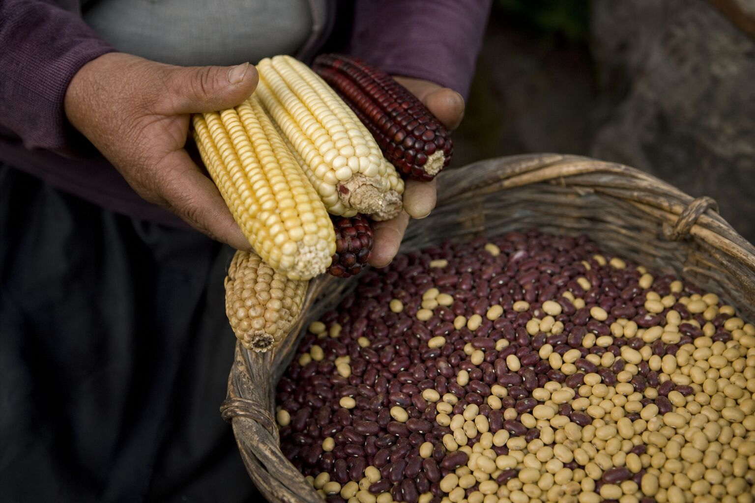 Economía y Producción Maíz seco y fréjol recién cosechados