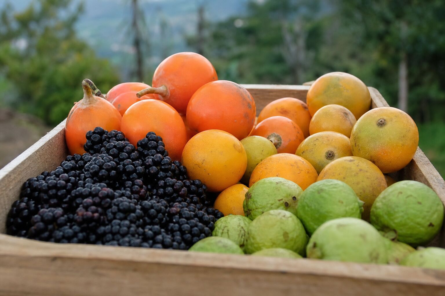 Economía y Producción Moras andinas y frutas