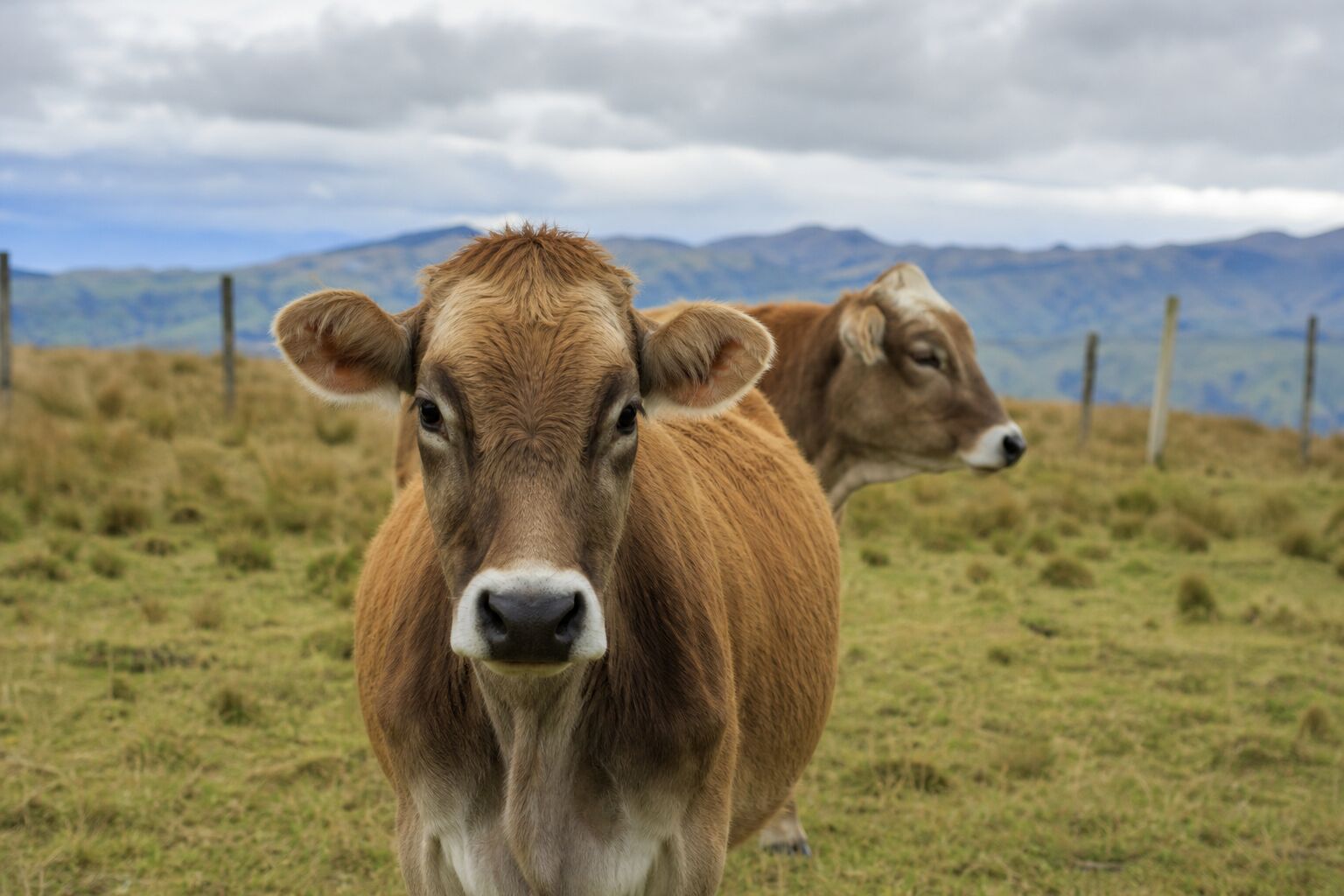 Vacas en un potrero de altura
