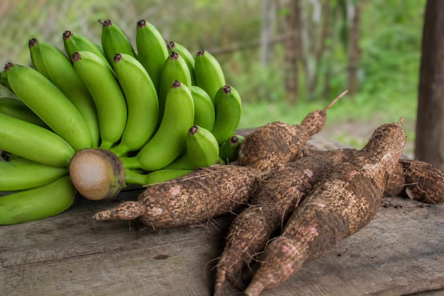 Economía y Producción Racimo de plátano verde y yuca